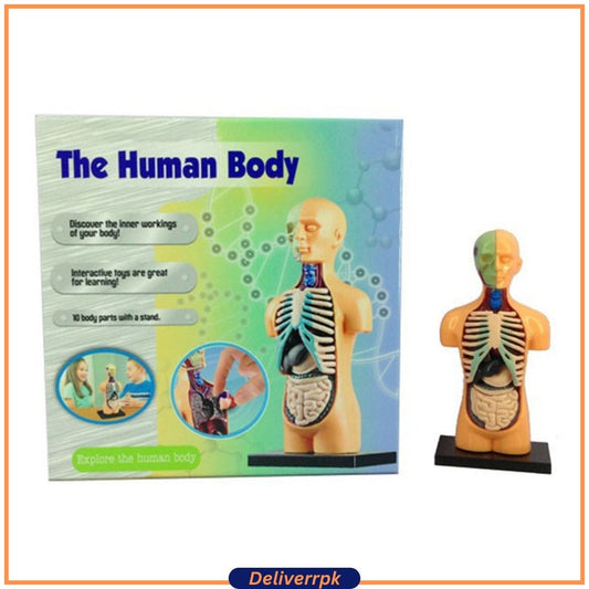 Anatomy Model Human Body - Deliverrpk