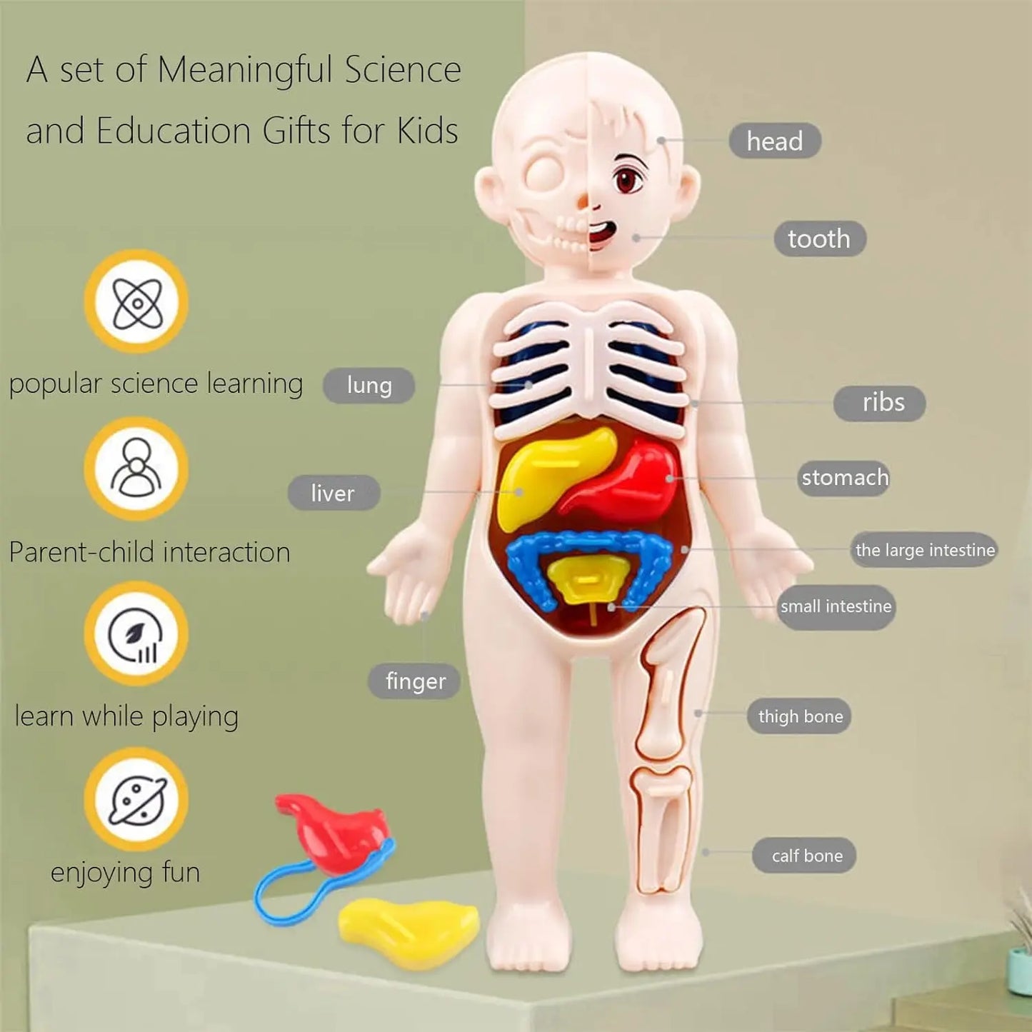 Human Body Model for Kids