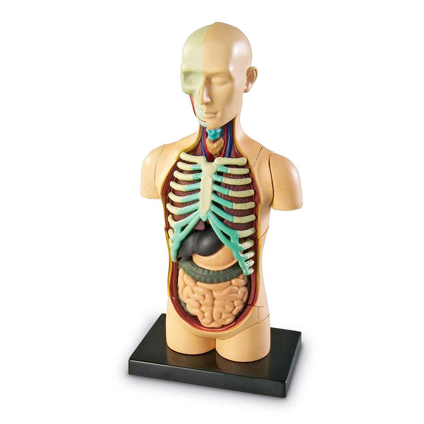 Anatomy Model Human Body - Deliverrpk