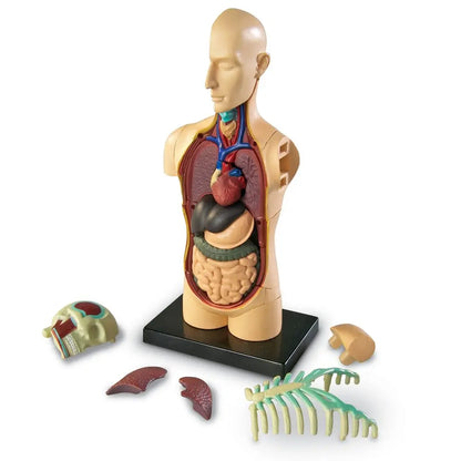 Anatomy Model Human Body - Deliverrpk