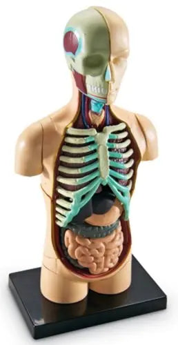 Anatomy Model Human Body - Deliverrpk