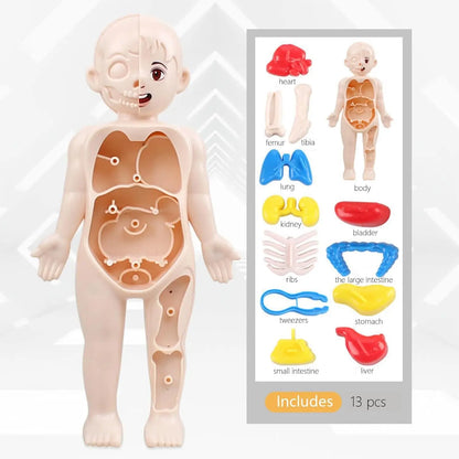 Human Body Model for Kids